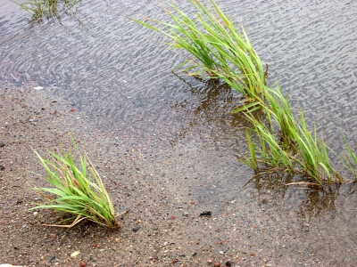 Gras in einer Pfütze