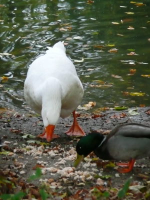 Futterplatz