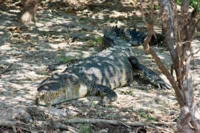 Krokodil in freier Natur