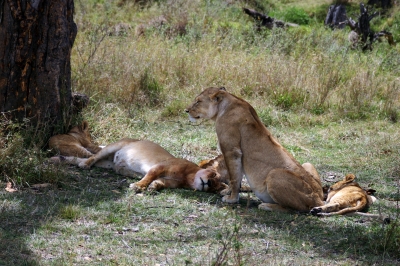 Auch Löwen lieben den Mittagsschlaf