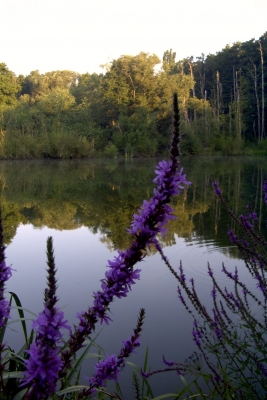 Morgens am Teich