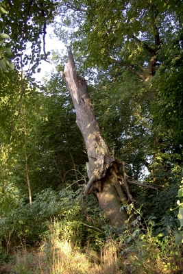 Alter Baum