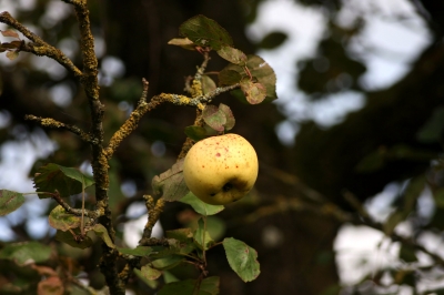 Apfelbaum 1