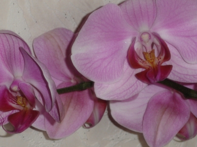Orchidee 3