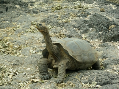 Langhals-Schildkröte