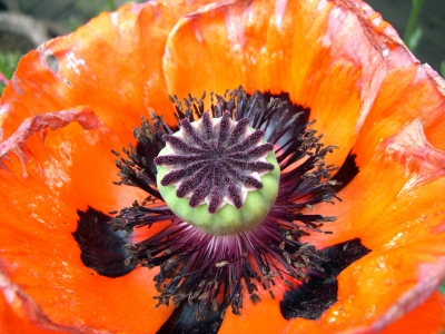 Amerikanischer Mohn