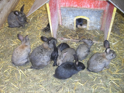 Kaninchen Großfamilie