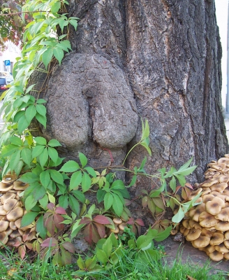 Schon wieder ein Popo-Baum in Radebeul...