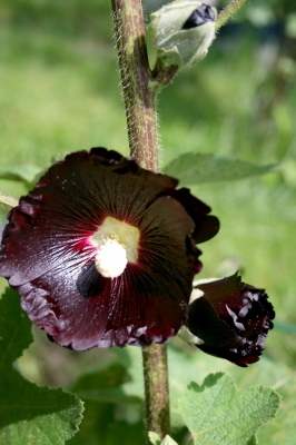 Dunkelrote Stockrose