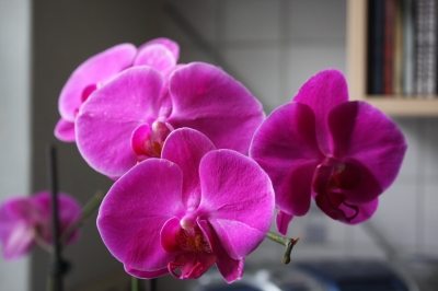 Orchidee