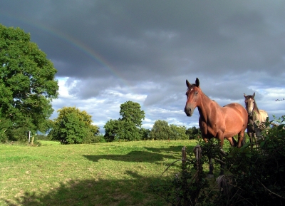 Pferde unter dem irischen Regenbogen