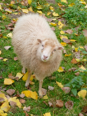 Weißes Schaf