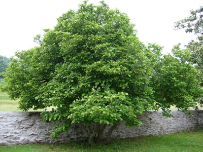 Baum an der Mauer