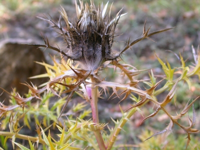 herbstdistel