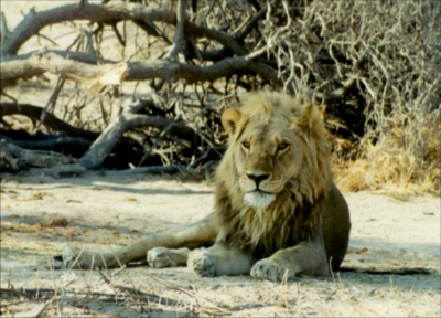 Löwe im Nxai Pan Nationalpark