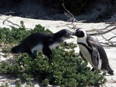 Pinguinfütterung