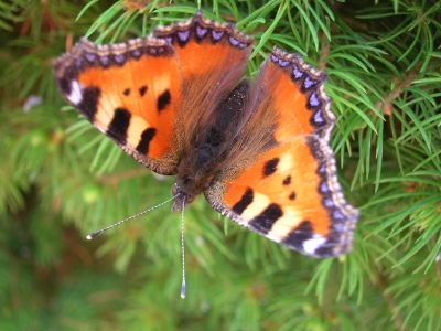 Kleine Schönheit