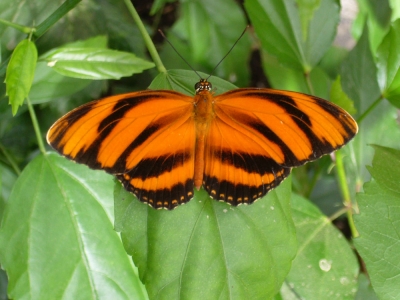 Schmetterling Orange
