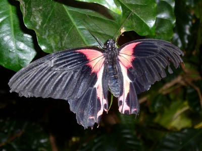 Schmetterling