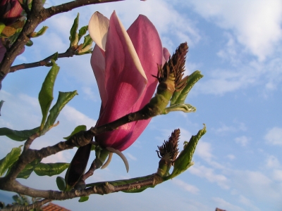 Magnolia in Blüte