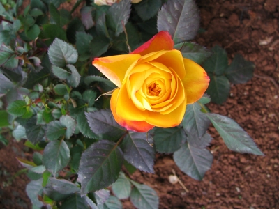blühende Rose