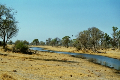 Der Khwai River/Botswana