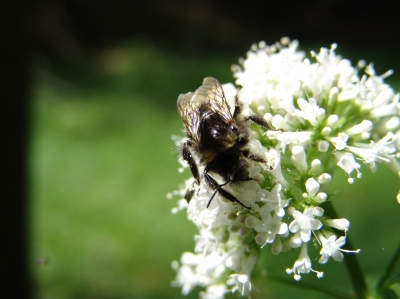 Bienchen bei der Arbeit