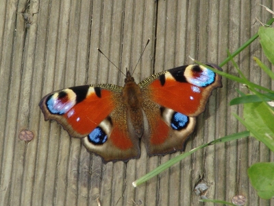 Schmetterling