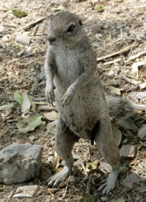 Kapborstenhörnchen