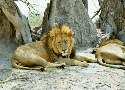 Löwen
