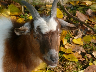 Ziegenbock