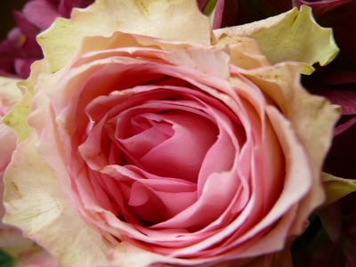 Rosa Rosenblüte