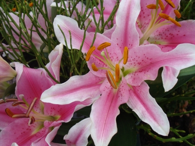 orientalische Lilien