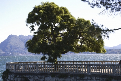 Baum am Lago Maggiore