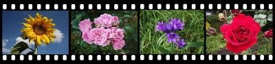 Blumen auf 4er-Filmstreifen