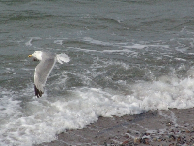 Möwe im Flug