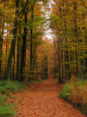Waldweg mit Blätterteppich