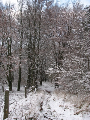 Winter-Wald-Weg