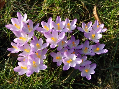 Krokusse