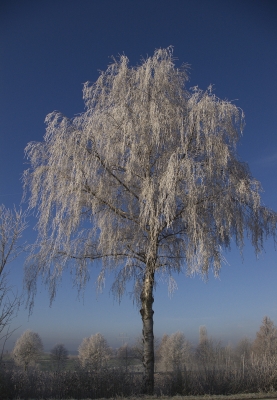 Baum mit Raureif