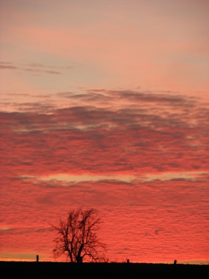 Baum im Abendrot