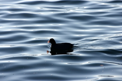 Wasservogel 4