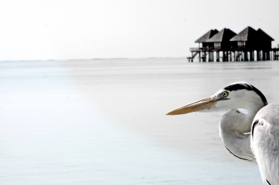 Reiher am Meer