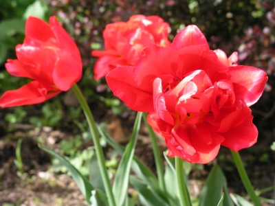 Rote Tulpen