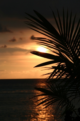 Sonnenuntergang hinterm Palmenblatt - Malediven