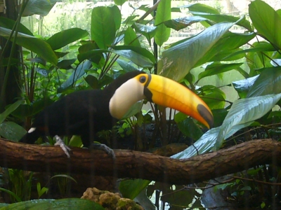 Krefelder Zoo - Tucan