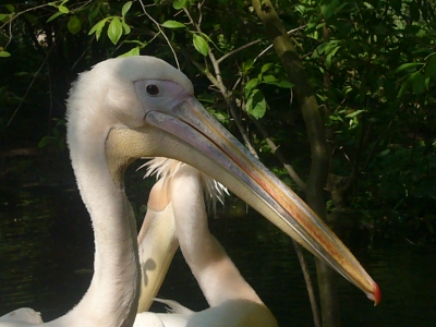 Krefelder Zoo - Pelikan
