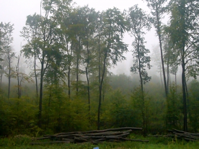 Wald - Nebel