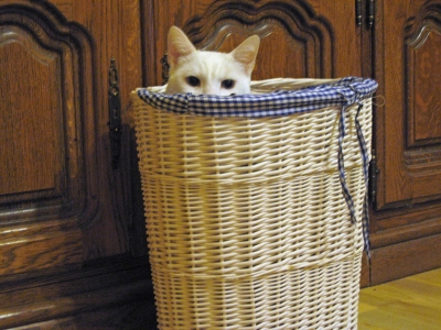 Katze im Korb