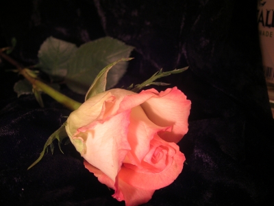 Rose 1